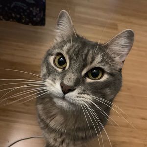 Make us an offer! We have to downsize 😽😽😽